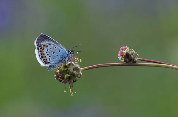 Papillon Bel Insecte Très Coloré — Photo