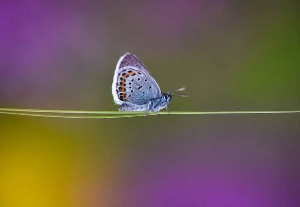 Πεταλούδα Όμορφο Έντομο Πολύ Πολύχρωμο — Φωτογραφία Αρχείου