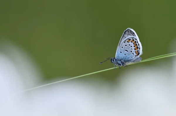 Pillangó Gyönyörű Rovar Nagyon Színes — Stock Fotó
