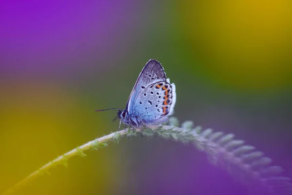 Πεταλούδα Όμορφο Έντομο Πολύ Πολύχρωμο — Φωτογραφία Αρχείου