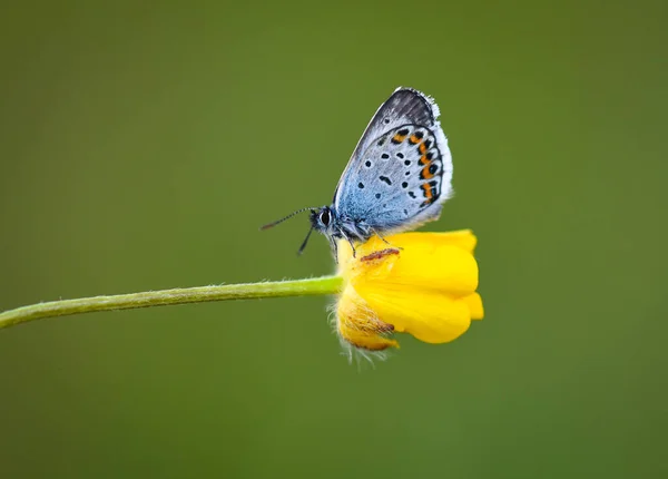나비의 아름다운 곤충은 다채롭다 — 스톡 사진