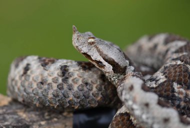 Tehlikeli ama güzel bir yılan.
