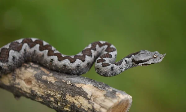 stock image Dangerous but beautiful snake