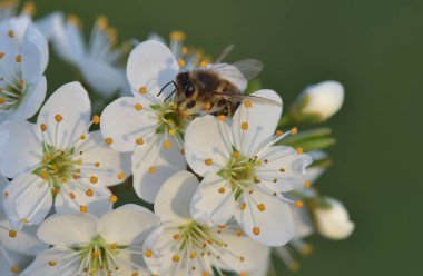 Daha renkli güzel bahar çiçekleri