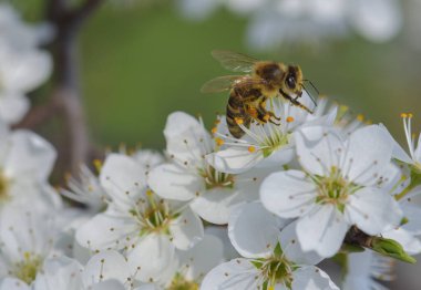 Daha renkli güzel bahar çiçekleri