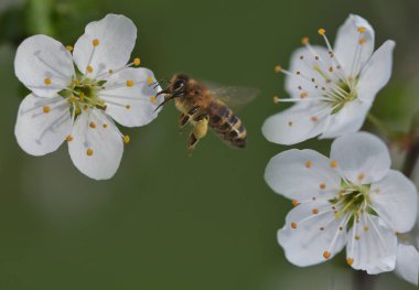 Daha renkli güzel bahar çiçekleri