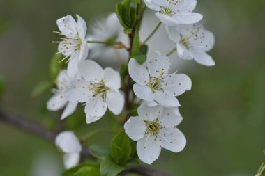 Daha renkli güzel bahar çiçekleri