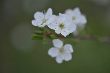Daha renkli güzel bahar çiçekleri