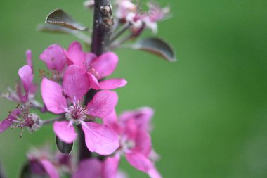 Daha renkli güzel bahar çiçekleri
