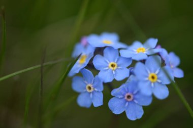 Daha renkli güzel bahar çiçekleri