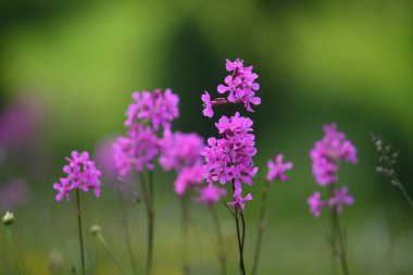 Daha renkli güzel bahar çiçekleri