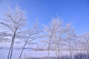 Kış mevsimi ağaçları karla kaplı