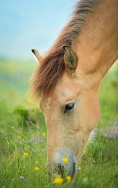 Doğada güzel atlar var.