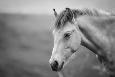 Doğada güzel atlar var.