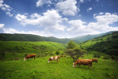 Doğada bazı süt inekleri