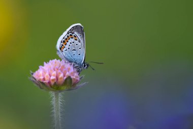 Daha renkli güzel bir kelebek