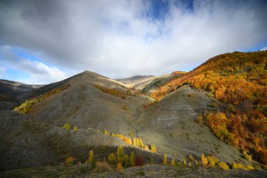 Kahverengi renkte doğa ve sonbahar.
