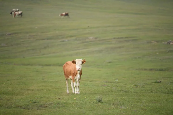 Деякі Молочні Корови Природі — стокове фото