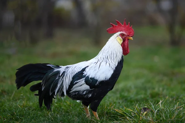 Rooster Natural Beautiful Color — Stock Photo, Image