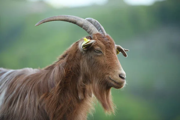Some Goats Sheep Nature — Stock Photo, Image