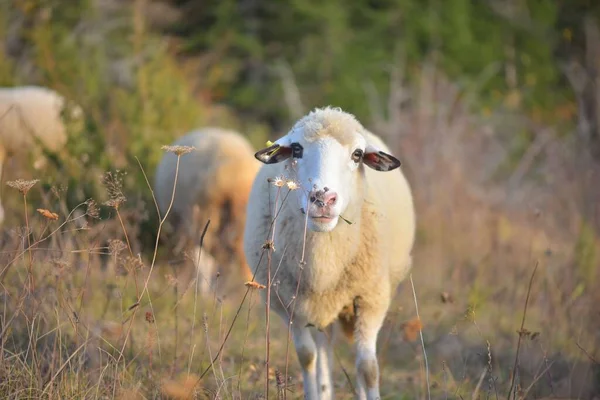 Bazı Keçiler Koyunlar Doğada — Stok fotoğraf