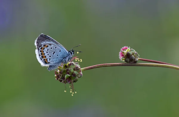 Красивая Бабочка Большим Количеством Цветов — стоковое фото