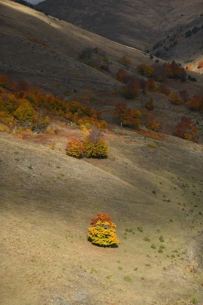 Příroda Podzim Hnědou Barvou — Stock fotografie