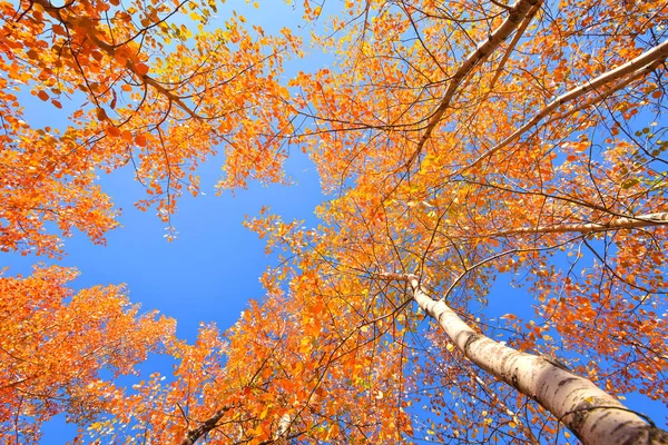 Natura Jesień Kolorze Brązowym — Zdjęcie stockowe