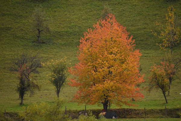 茶色の自然と秋 ロイヤリティフリーのストック写真