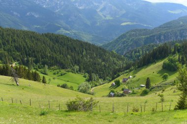Doğada bazı ağaçlar ve güzel yeşil
