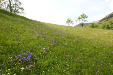Doğada bazı ağaçlar ve güzel yeşil