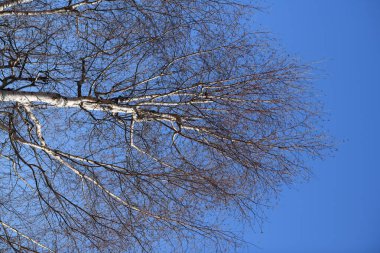 Doğada bazı ağaçlar ve güzel yeşil
