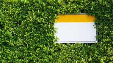 Kağıt çerçeveli arka plan yeşil yaprak duvarı maketi, beyaz / sarı fotoğraf ve yeşil yapraklar. düz ön görünüm