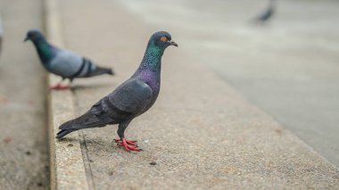 Beton bir ledgeurban yaban hayatının üzerinde duran gri güvercinin yakın çekimi, şehir yaban hayatı, gri tüyler, beton arka planı, kırmızı bacakları ve tüyleri olan kırmızı ayaklar,.