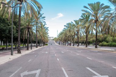 Boş şehir yolu boyunca sıra sıra palmiye ağaçları