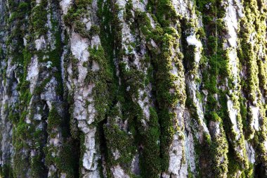 Yol onarım ağından yerdeki gölgeler ve inşaatçıların sigara izmaritleri.
