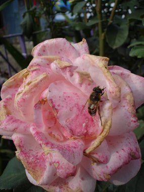 Soluk yaprakları ve görünür damarları olan solmuş pembe bir güle tünemiş bir arı görüntüsü.