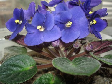 Birkaç büyük mavi çiçekli, narin taç yapraklı ve sarı merkezli Afrika menekşesi.