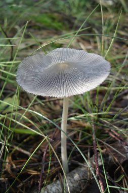 Pleated Inkcap Mushroom Parasola plicatilis Growing in Grassy Forest Undergrowth clipart