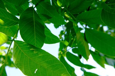 Juglans regia ceviz ağacı ağacının canlı yeşil yaprakları sıcak güneş ışığında güneşlenirken dokularını ve desenlerini karmaşıklaştırır. Sahne, bu yaprakların taze canlılığını açık mavi gökyüzüne yansıtıyor ve doğal güzelliklerini vurguluyor.