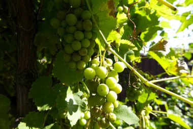 Bahar mevsiminin sonlarında canlı bir üzüm bağında yemyeşil yaprakların arasında güneşlenerek üzüm bağlarında yetişir..