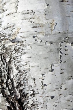 Dokulu bir tuğla duvar doğal yaşlanma ve yıpranma etkileri gösterir..