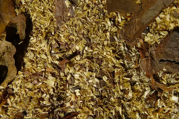 stock image Wood shavings and sawdust cover the ground, indicating recent woodworking activity.