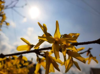 Bright yellow flowers with four petals bloom on a tree branch, basking in sunlight against a blue sky, signaling the arrival of spring. clipart