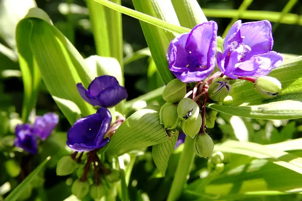 Narin mor çiçekler yemyeşil yaprakların arasında gelişir, canlı bir bahçe atmosferinde güneş ışığının tadını çıkarırlar..