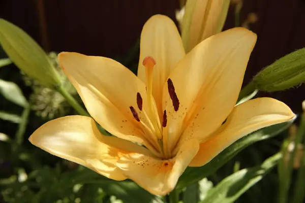 stock image A stunning orange lily showcases its vivid petals and intricate details, thriving in a lush garden setting on a sunny day.