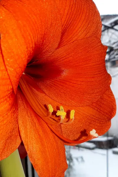 Çarpıcı bir turuncu gladiolus çiçeği, soğuk bir kış gününde kapalı alanı aydınlatan, karmaşık taç yapraklarını ve narin erkek organlarını sergiler..