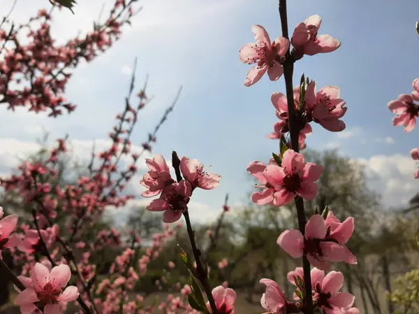 Narin şeftali çiçekleri parlak bir gökyüzüne karşı canlı bir şekilde açar, tomurcuklanan yeşil yaprakların arasında pembe yapraklarını sergilerler..