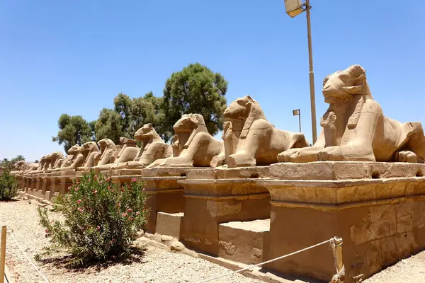 stock image The avenue is lined with numerous sphinx statues, showcasing the impressive artistry of ancient Egypt, leading visitors toward the Karnak temple complex.