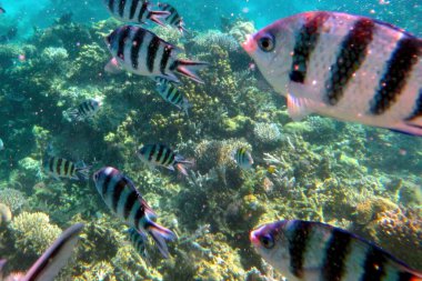 Colorful fish swim gracefully through a stunning coral reef in the clear waters of the Red Sea, showcasing the rich biodiversity of the marine ecosystem in Hurghada. clipart